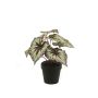 Bégonia rex artificiel MEIRA, vert-violet, 25cm