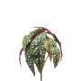Bégonia bambou artificiel ELISEIA sur piquet, vert-blanc, 30cm