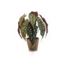 Bégonia bambou artificiel ELISEIA, pot en terre cuite, vert-blanc, 30cm