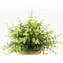 Eucalyptus artificiel JOSHUA sur piquet, vert, 20cm, Ø17cm