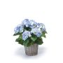 Hortensia artificiel JONE en corbeille tressée, bleu, 45cm