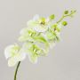 Tige d'orchidée Phalaenopsis artificielle OPHELIA, vert-rose fuchsia, 80cm