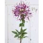 Fleur artificielle Cleome HILDEGARD, violet, 85cm