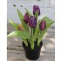 Fleur artificielle tulipe LEANA en pot décoratif, violet-vert, 20cm, Ø2-4cm