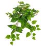 Plante décorative Suspension de pothos SHELLEY sur piquet, collection écologique, vert, 55cm