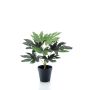 Plante artificielle Aralia TEULADA, vert, 30cm