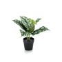 Pothos tacheté artificiel OBASI, vert-blanc, 25cm