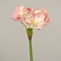 Fleur en plastique Amaryllis MIKUN, rose-blanc, 55cm