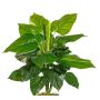 Plante artificielle Philodendron Scandens GIMPA, piquet, 50cm