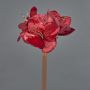 Amaryllis velouté KIRSTY, rouge, 70cm, Ø9cm