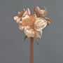Amaryllis velouté KIRSTY, saumon, 70cm, Ø9cm