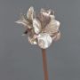 Amaryllis velouté KIRSTY, beige-rose, 70cm, Ø9cm