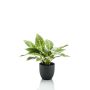 Calathea Ornata artificiel VAIDA en pot décoratif, vert-jaune, 40cm