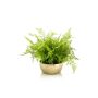 Fougère artificielle HANNU, coupe en céramique dorée, vert, 40cm, Ø45cm