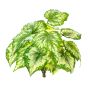 Bégonia rex artificiel BEVEN sur piquet, vert-jaune, 35cm