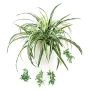 Chlorophytum artificiel KOCHAB, sur piquet, vert-blanc, 60cm