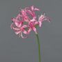 Amaryllis de jardin décoratif BAIMAI, rose, 75cm