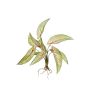 Plante artificielle Calathea Ornata ASAGI, piquet, racines, vert-rouge, 40cm