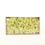 Véritable mousse d'Islande SVEINBJÖRN, vert clair pastel, 500g
