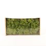 Véritable mousse d'Islande SVEINBJÖRN, vert prairie, 500g