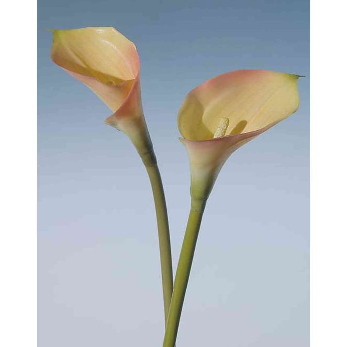 Acheter des Calla artificiel SUSANA, jaune-rose, 70cm, 8x12cm