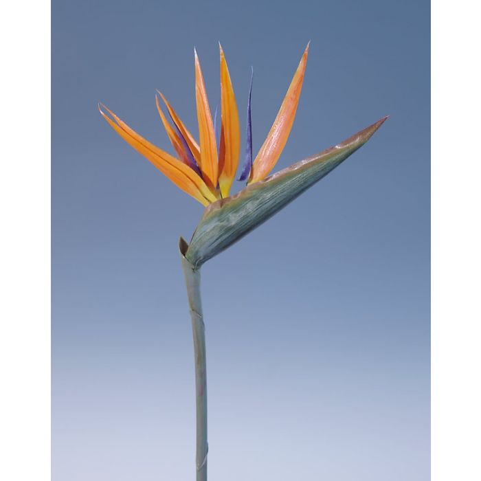 Acheter des Fleur d'oiseau de paradis artificielle PARDIS, orange-violet,  75cm, 17x32cm