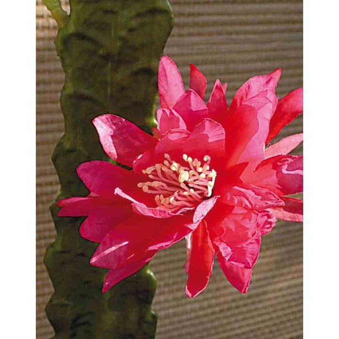 Acheter Des Cactus Artificiel Reine De La Nuit Domenica Fleur Fuchsia 50cm