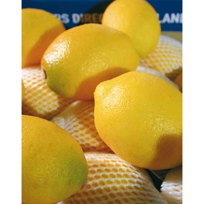 Citrons Artificiels Décoratifs Gresorth - Lot De 8, Réalistes, Pour Décoration Maison, Fête Ou Boutique