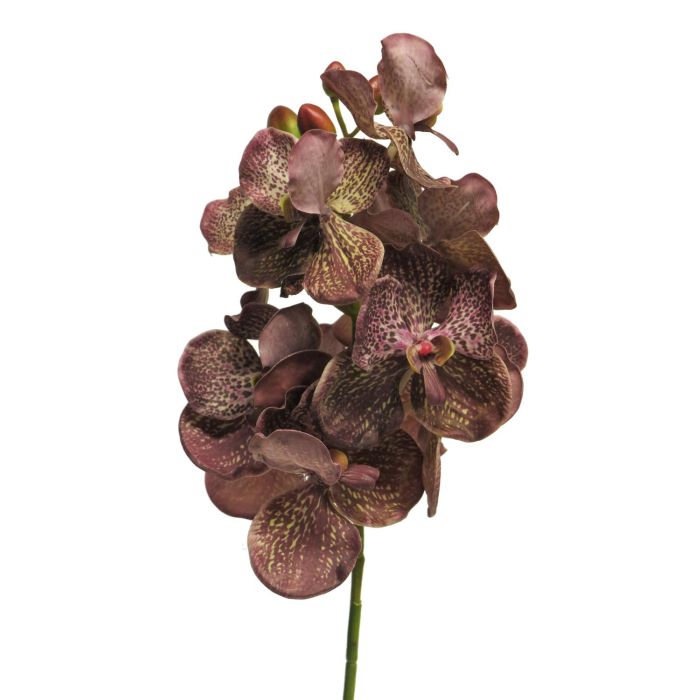 Acheter des Fausse orchidée Vanda sur tige RUNBAO, marron, 70cm