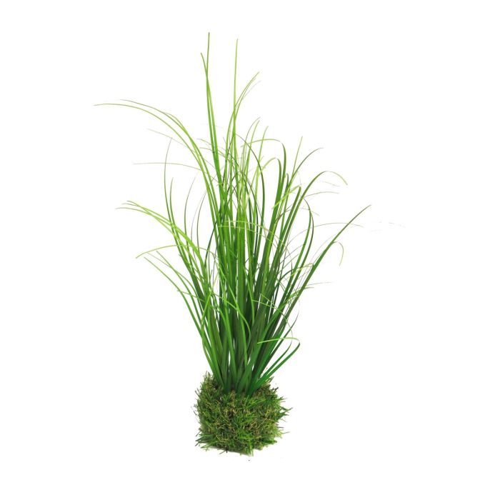 Acheter des Herbe aux écouvillons décorative WEILIN sur motte d'herbe, vert,  25cm