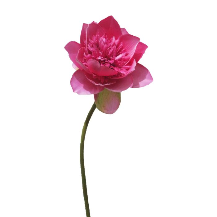Acheter des Fleur de lotus artificielle MENGLIN, fuchsia, 50cm