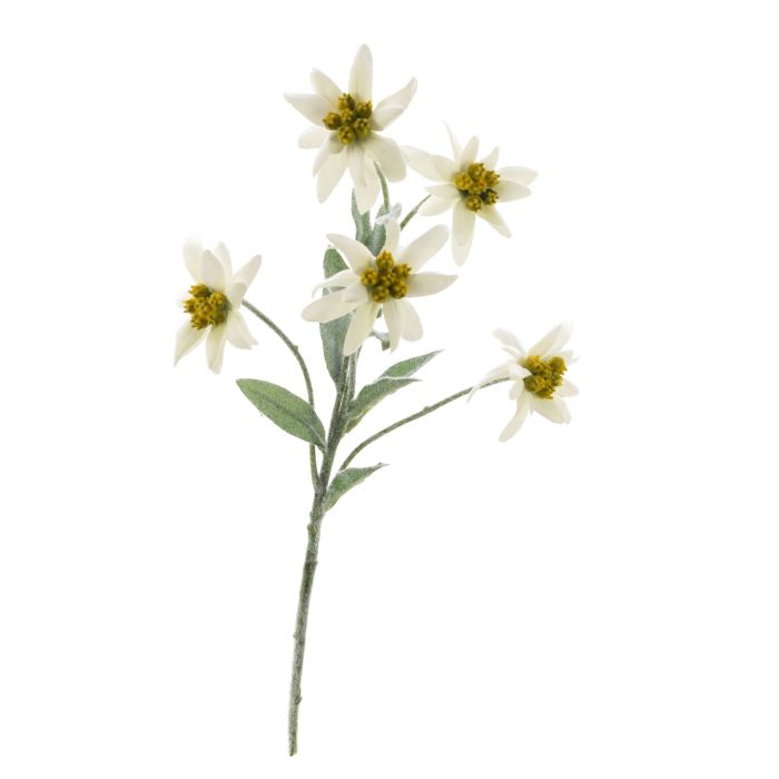 Acheter des Edelweiss artificiel SOPHIA, blanc, 40cm, Ø5-6cm - Fausses  fleurs