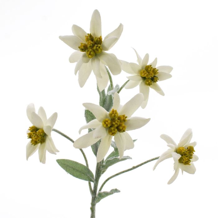 Acheter des Edelweiss artificiel SOPHIA, blanc, 40cm, Ø5-6cm - Fausses  fleurs