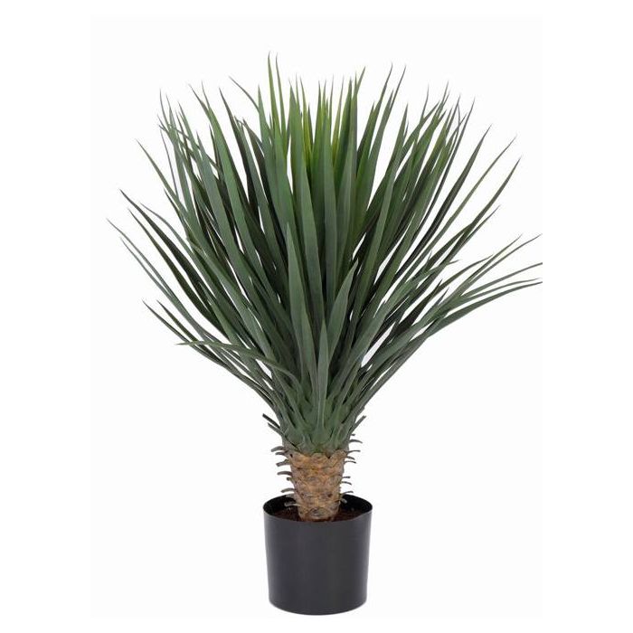 Yucca Rostrata 25cm Stamm kaufen bei - Dein Shop für Rol