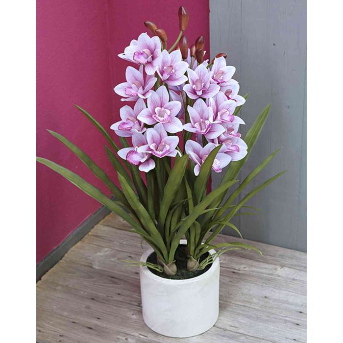 Orchidée Cymbidium rosée - Plante - Plus de Fleurs