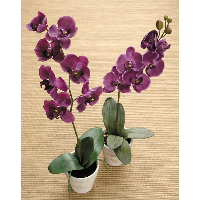 Acheter des Fleur artificielle Orchidée Phalaenopsis, TAMIA, en pot, violet  foncé, 50 cm