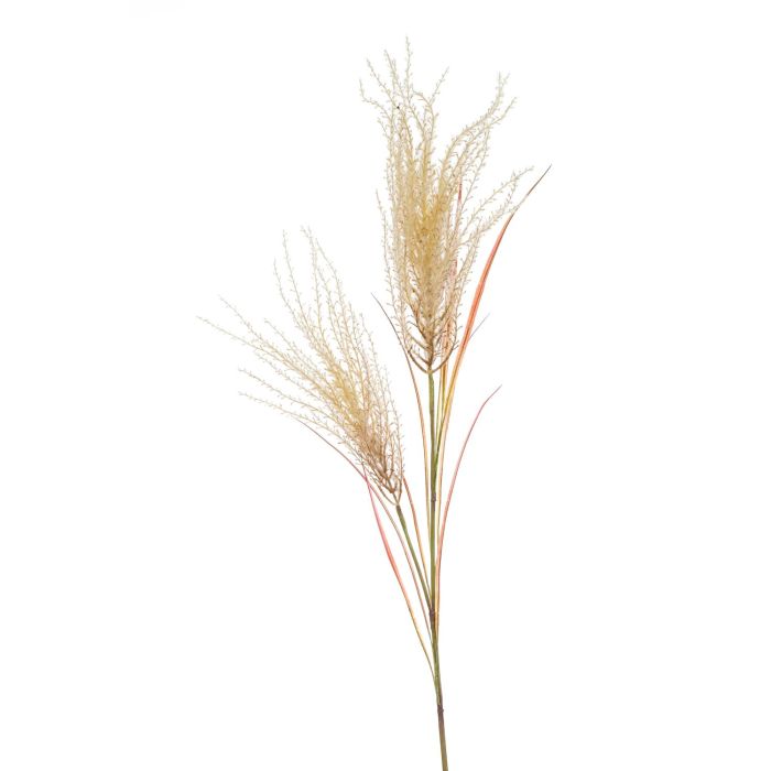 Acheter des Tige d'herbe de la pampa artificielle AGATO, panicules, crème,  135cm