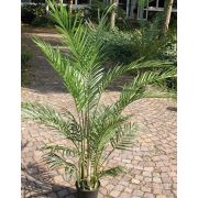 Faux palmier Areca BONNY, 150cm