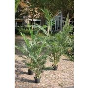 Faux palmier Areca BONNY, 180cm