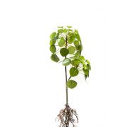 Plante à monnaie chinoise artificielle KOONIG sur piquet, avec racines, vert, 50cm