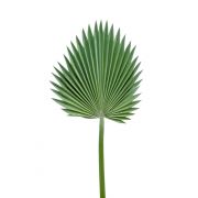 Feuille de palmier Washingtonia artificielle FADIA, vert-gris, 95cm