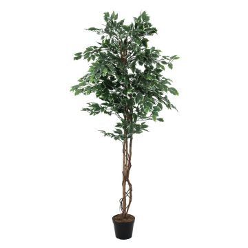 Ficus benjamina artificiel JACOPO, vrais troncs, vert-blanc, 180cm