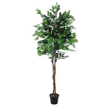Ficus benjamina artificiel JACOPO, vrais troncs, vert, 150cm