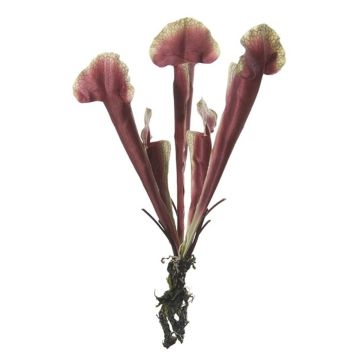 Plante artificielle Sarracenia HAMY, piquet, rouge bourgogne-vert, 35cm