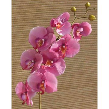 Tige d'orchidée Phalaenopsis en tissu RICKY, rose fuchsia, 105cm