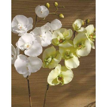 Tige d'orchidée Phalaenopsis en tissu RICKY, crème-vert, 105cm