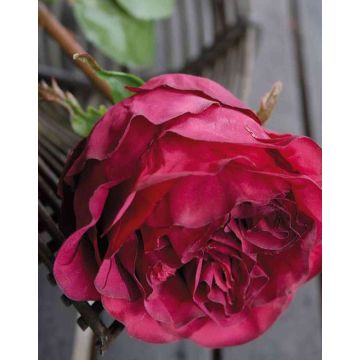 Rose-chou artificielle TAYNARA, rouge bourgogne, 50cm, Ø9cm