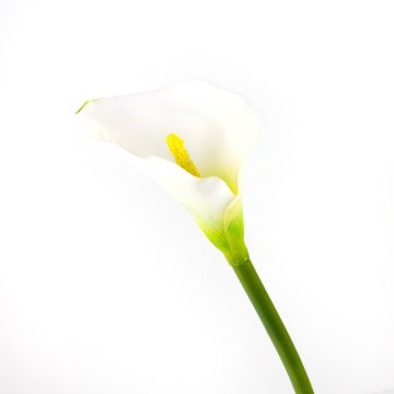 Calla artificiel SUSANA, blanc, 70cm, 8x12cm