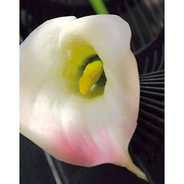 Zantedeschia artificiel TALEA, blanc-rose, 65cm, 9x11cm