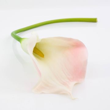 Faux Calla TERESA, blanc-rose, 70cm, 10x18cm